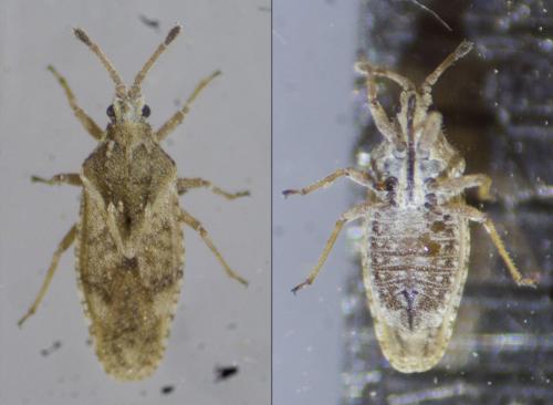 Réf. 266 397 : Tingis sp.